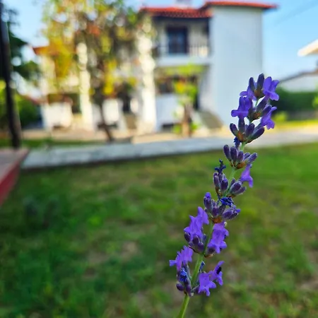 Villa Geovilla Green&blue 2 - Pefkochori